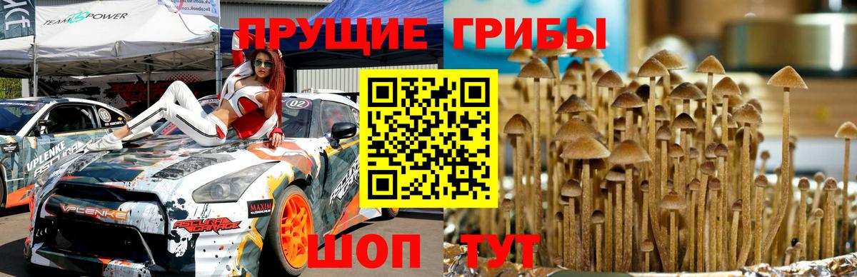 Галлюциногенные грибы GOLDEN TEACHER  Вход с VPN  Усть-Джегута 